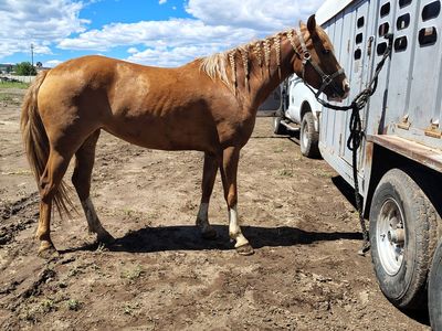 Super cute qh mare