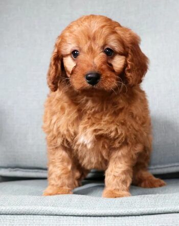 Girl Skye - Mini Goldendoodle $2000