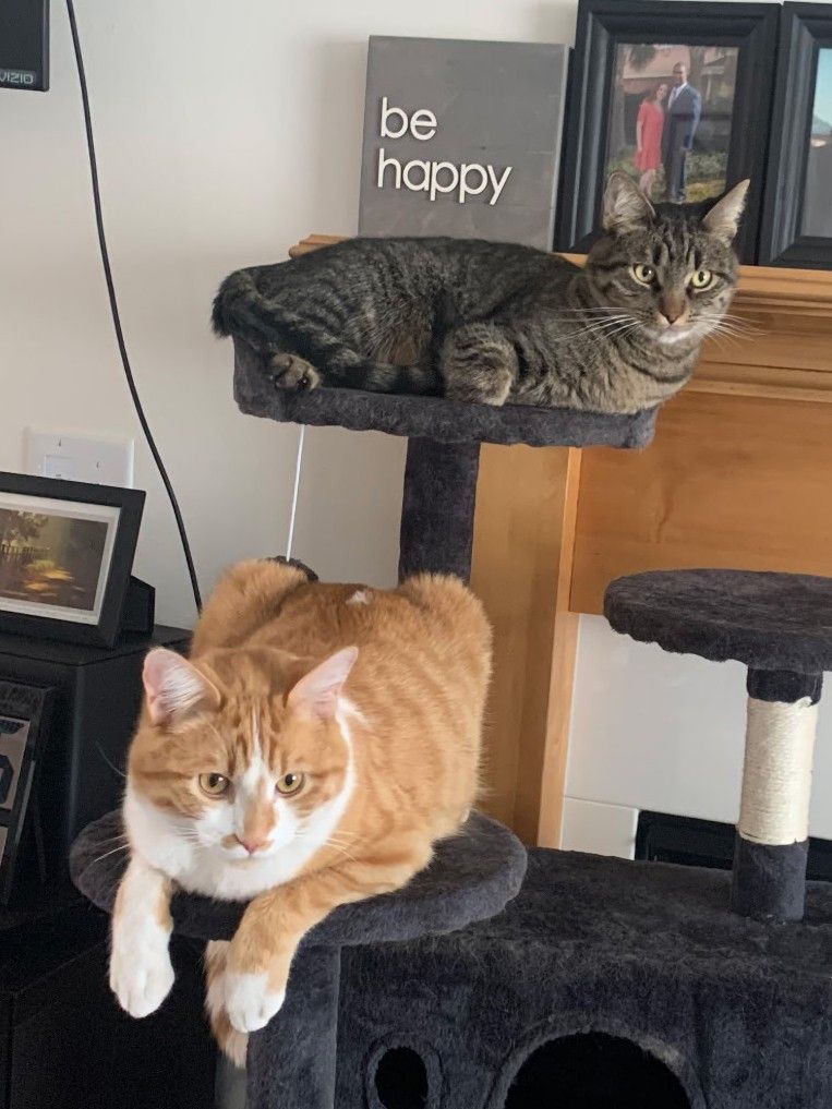 Two adorable cuddly brothers