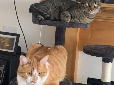 Two adorable cuddly brothers