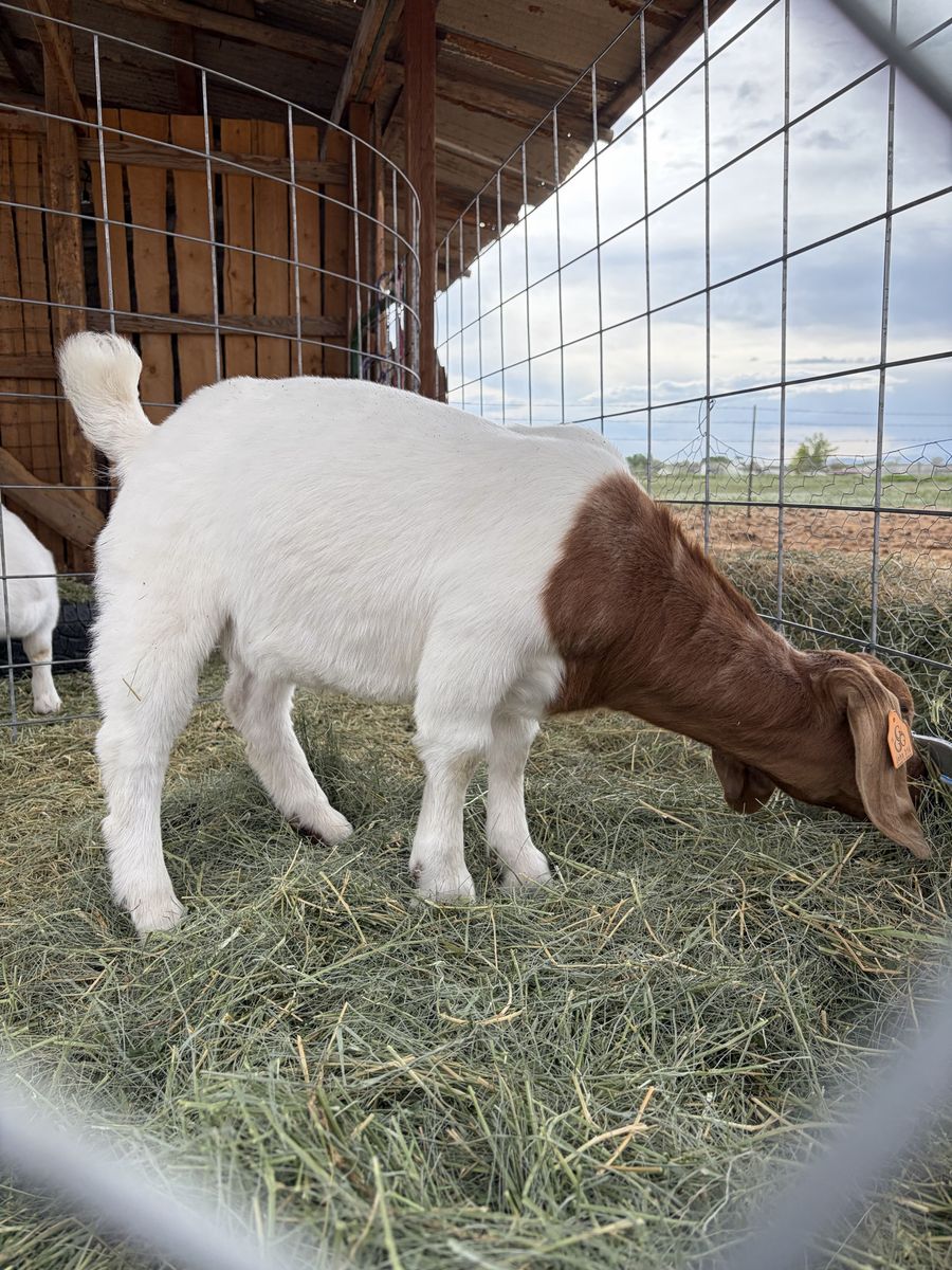 Boer whether