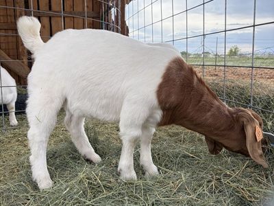 Boer whether