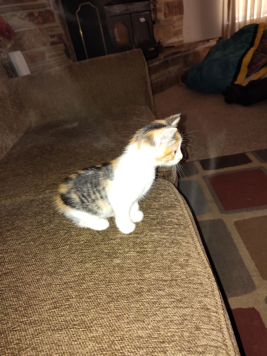 text only 4     7 week old kittens 40.00 3854982910