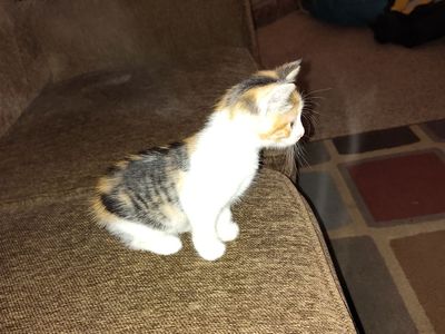 text only 4 7 week old kittens 40.00 3854982910