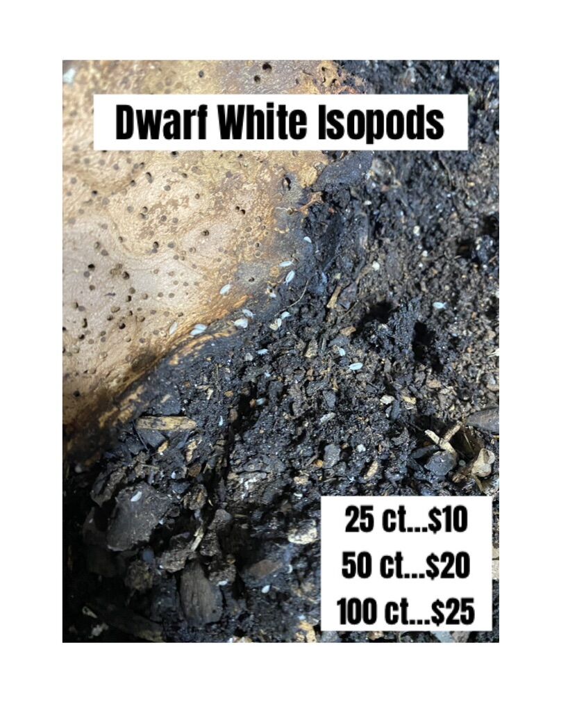 Dwarf White Isopods