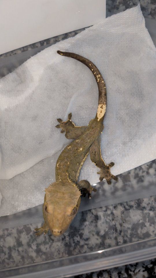 male gecko