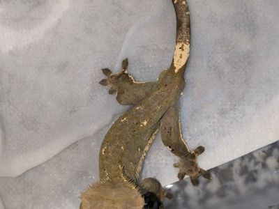 male gecko