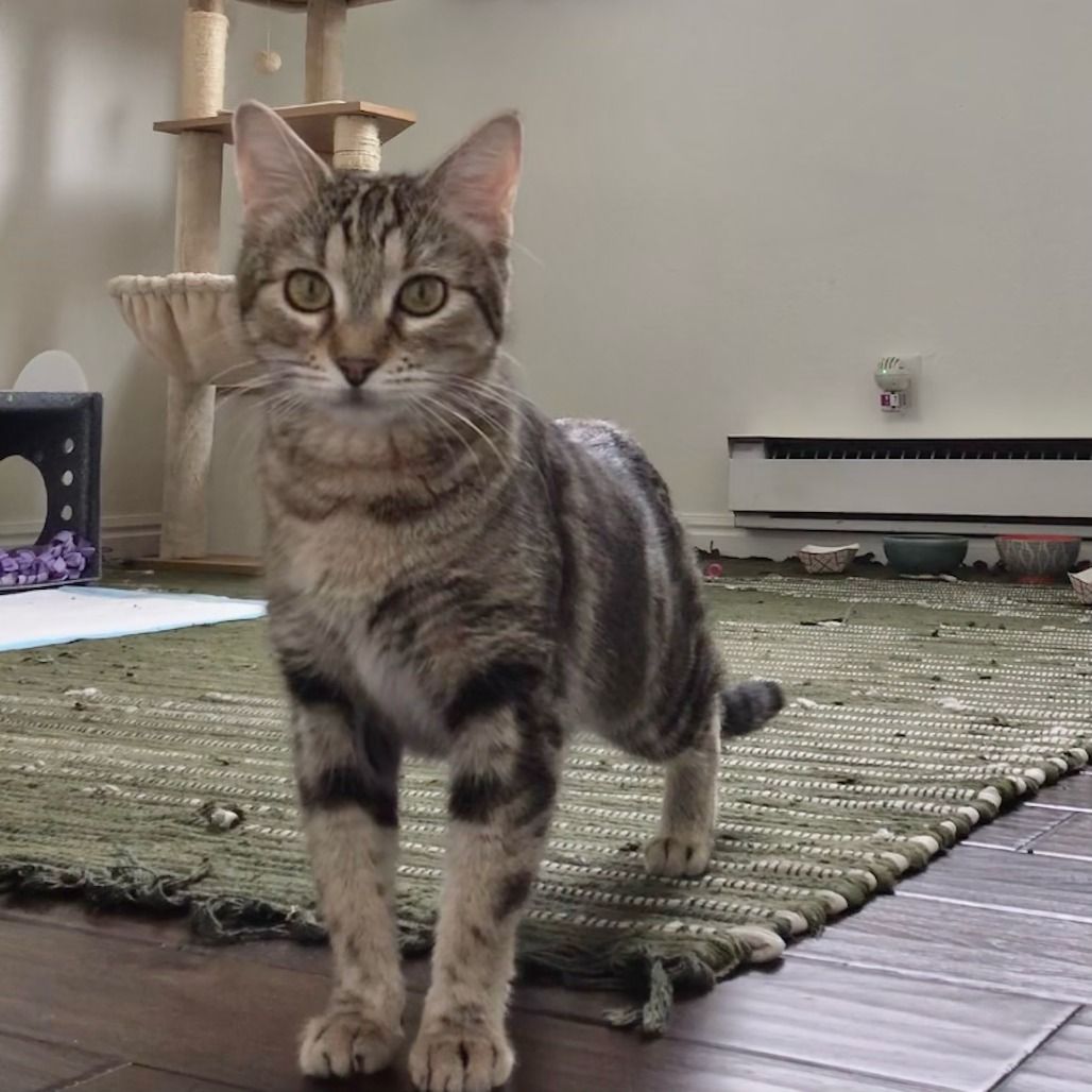 Hello my name is Fern Puddle