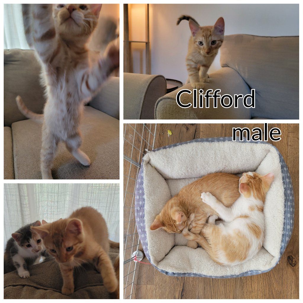Orange and White Kittens