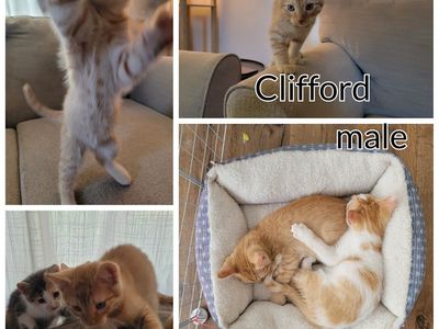 Orange and White Kittens