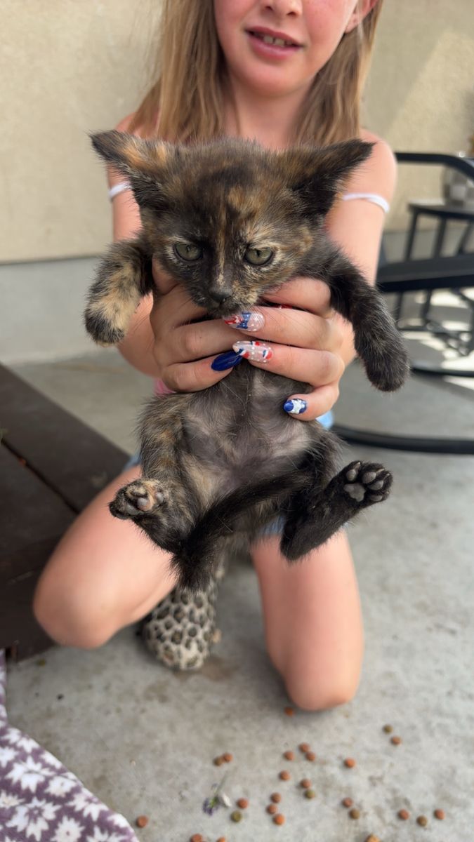 Adorable Calico and Black/White Kittens for Adoption - Playful & Friendly