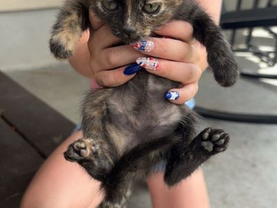 Adorable Calico and Black/White Kittens for Adoption - Playful & Friendly