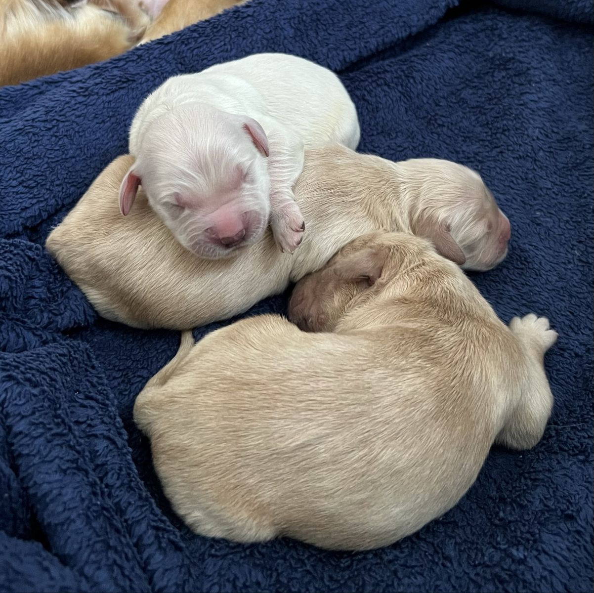AKC Golden Retriever Puppies - Health Tested Parents