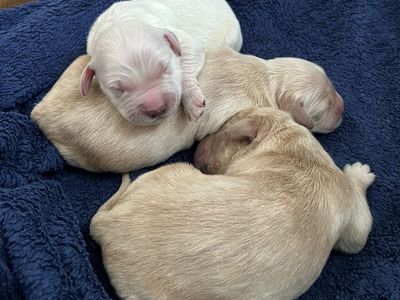 AKC Golden Retriever Puppies - Health Tested Parents