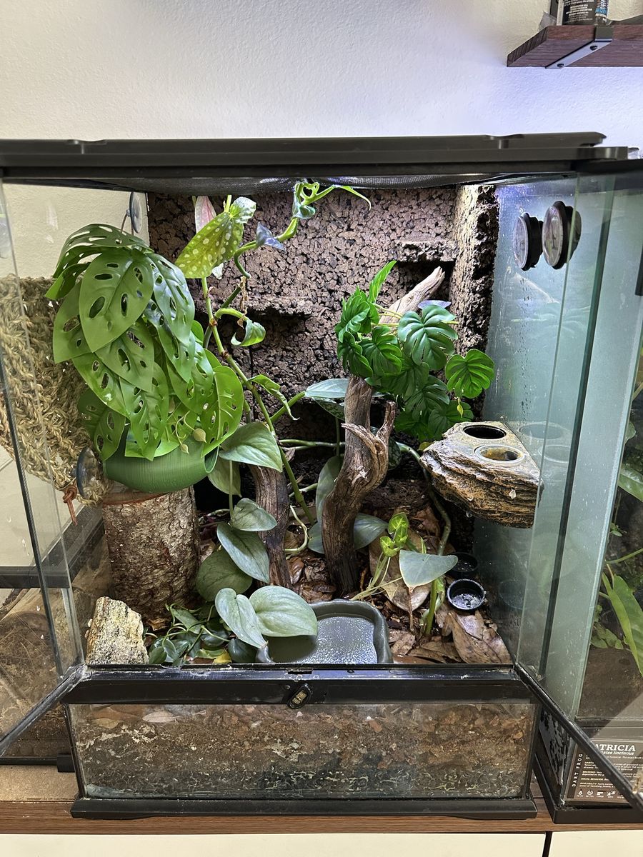 Crested gecko and enclosure 