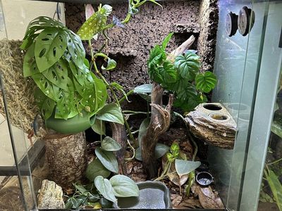 Crested gecko and enclosure