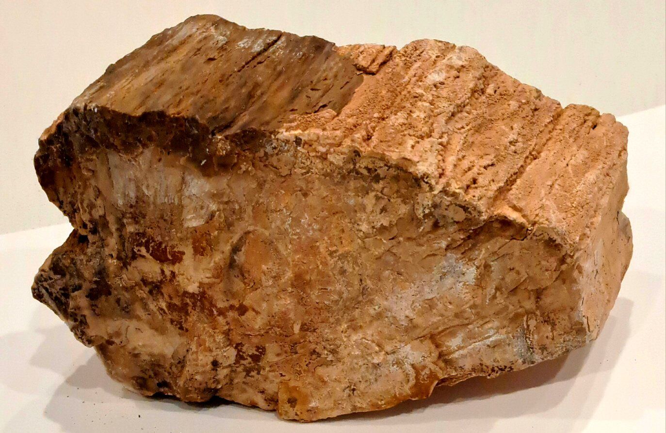 Unpolished Petrified Wood Piece - 3.7 Pounds