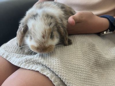 Female Lop baby bunnies