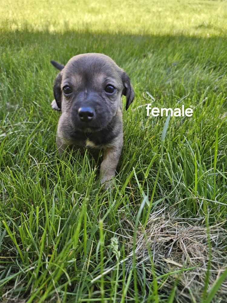 Mother's day Chiweenie puppies