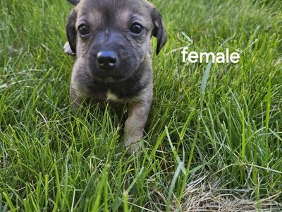 Mother's day Chiweenie puppies