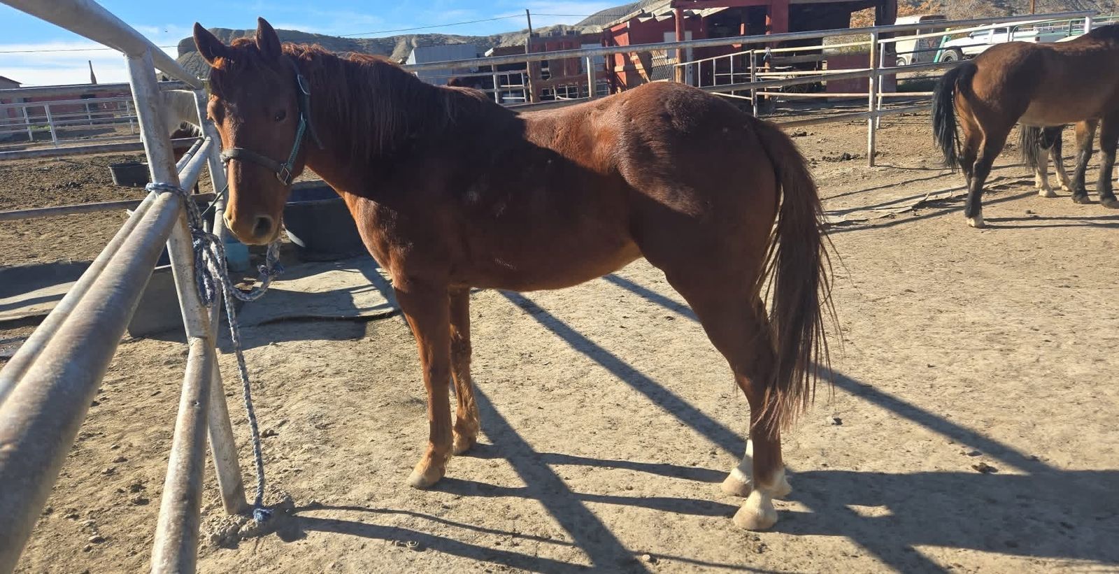 Broke To Ride Sorrel Gelding