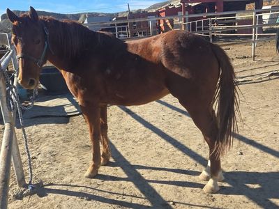 Broke To Ride Sorrel Gelding