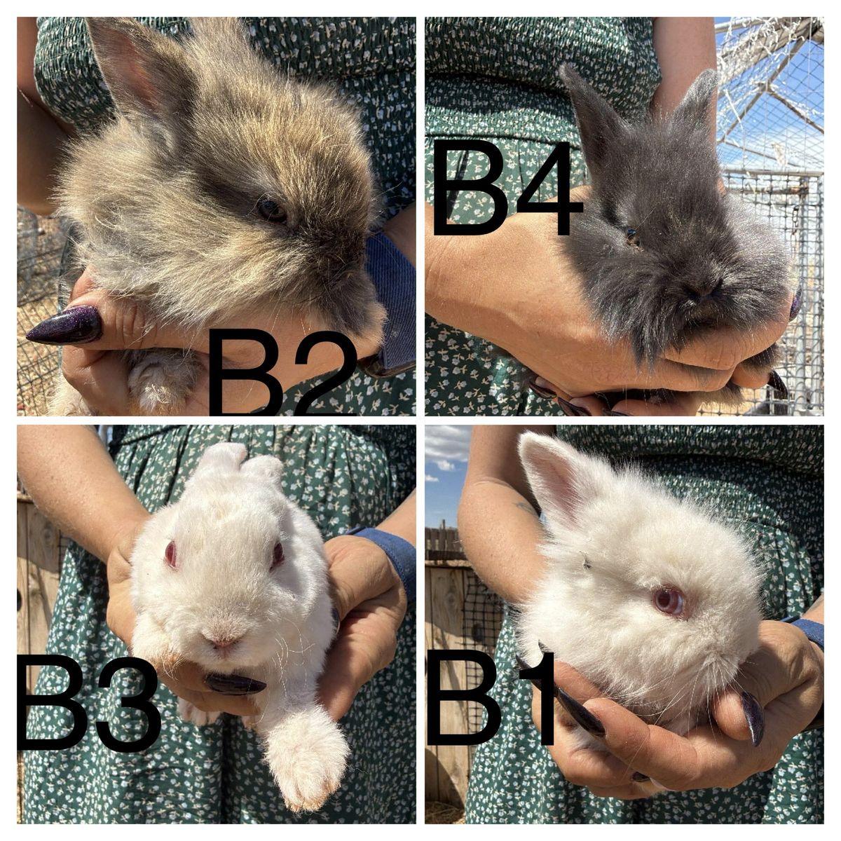 young rabbits/bunnys