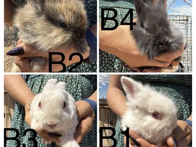 young rabbits/bunnys