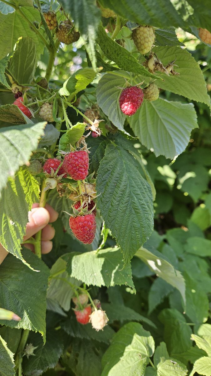 Fresh Organic Raspberries for sale