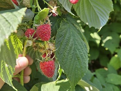 Fresh Organic Raspberries for sale