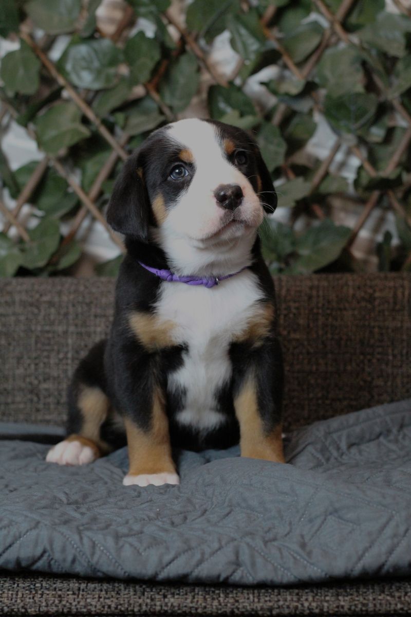 Greater Swiss Mountain Dog Puppies