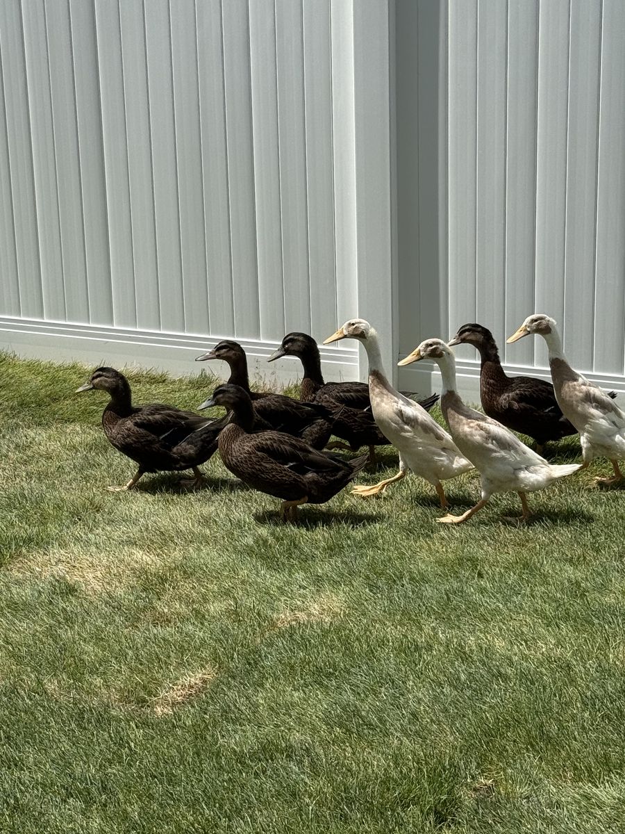 In search of loving home for Rouen ducks