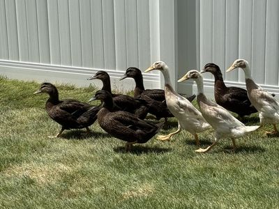 In search of loving home for Rouen ducks