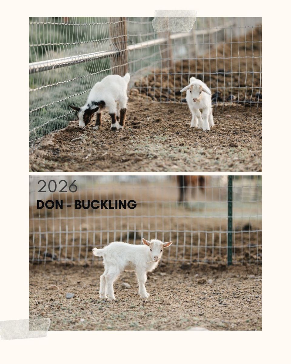 Nigerian Dwarf Kids - BLUE EYES