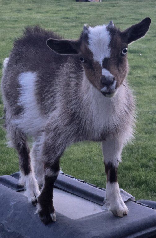 female pygmy goat