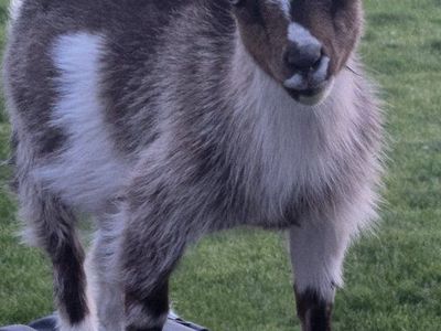 female pygmy goat