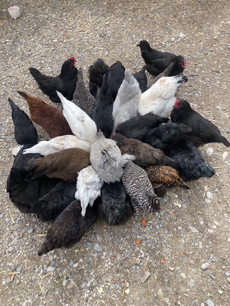 ChIckens For Sale Asap