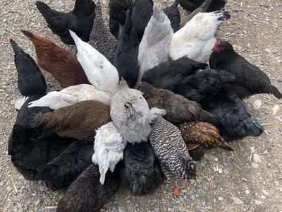 ChIckens For Sale Asap