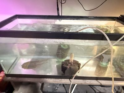 Pleco With 20 Gallon Long TaNk