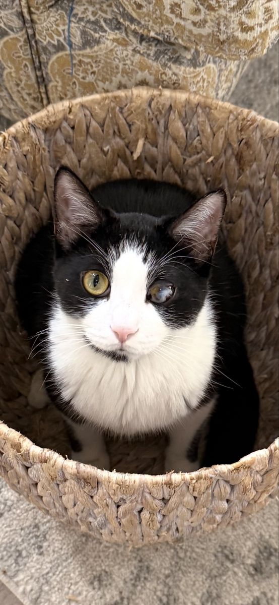MISSING Male Tuxedo Cat - Black & White with Distinct Blueish Eye Film - Davis County