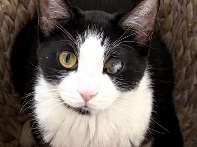 MISSING Male Tuxedo Cat - Black & White with Distinct Blueish Eye Film - Davis County