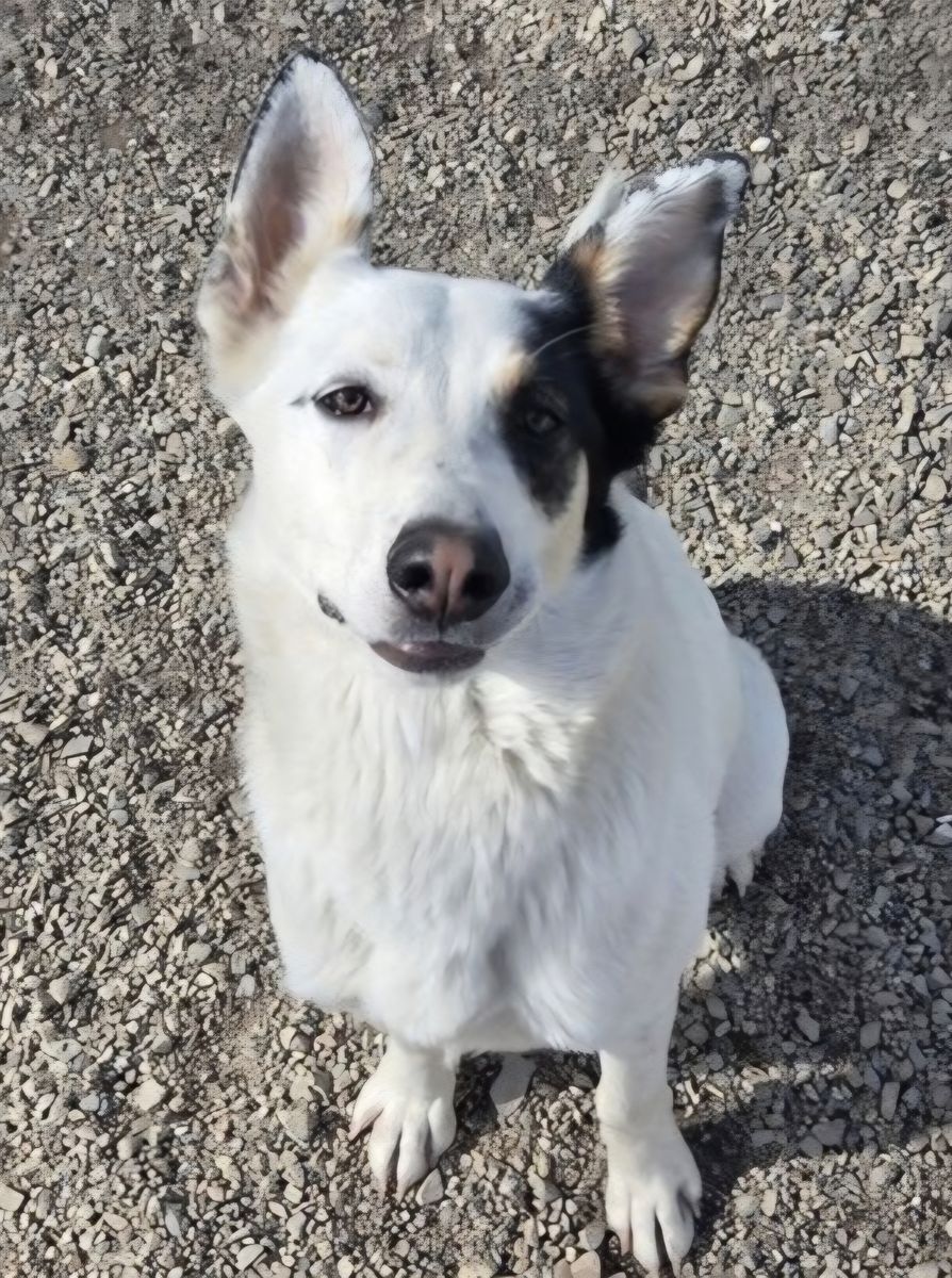Camdon, German Shepherd Cattle dog mix