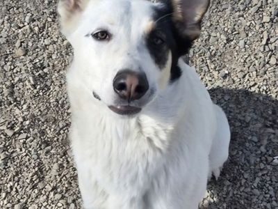 Camdon, German Shepherd Cattle dog mix