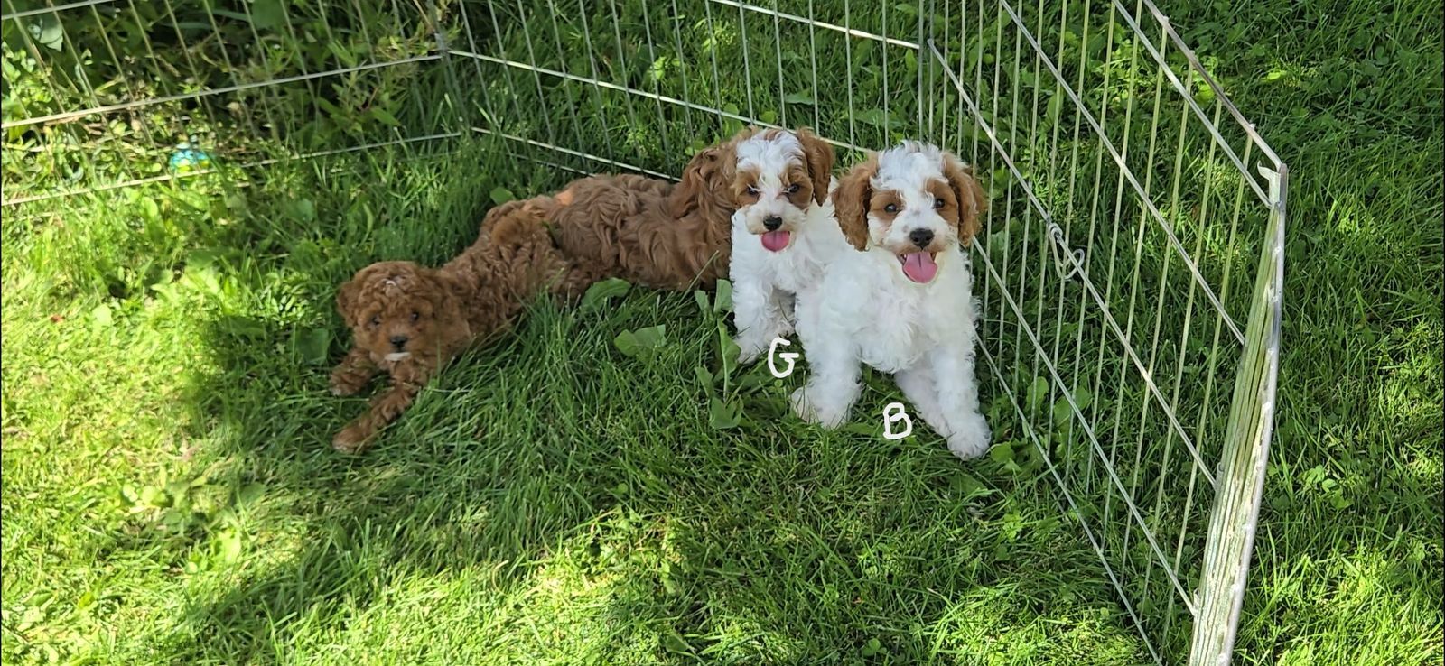 F1b Cavapoos