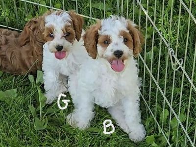 F1b Cavapoos