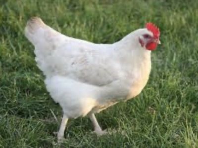 Free chickens