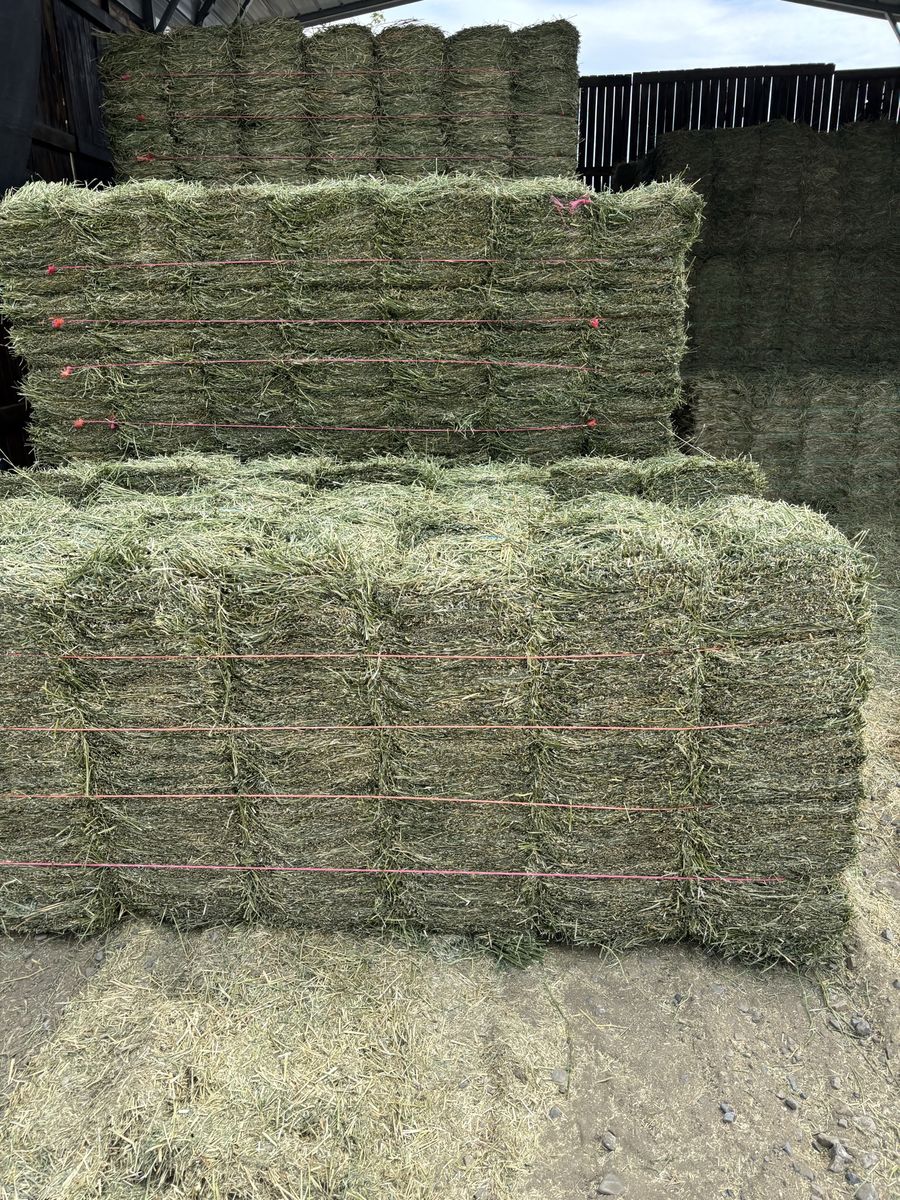 Orchard Grass Hay