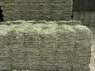 Orchard Grass Hay