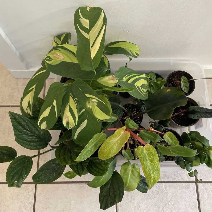 Houseplant Purge