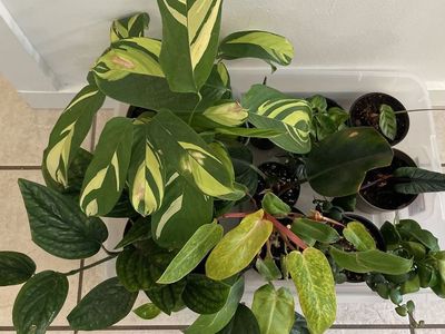 Houseplant Purge